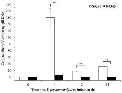 Comparative transcriptomic analysis of gill reveals genes belonging to mTORC1 signaling pathway associated with the resistance trait of shrimp to VPAHPND